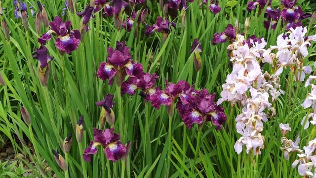 Начали своё цветение плетистые розы! смотреть онлайн