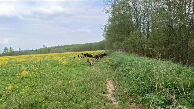 Дик Найт Эль'Тайм. прогулки щенков. смотреть онлайн
