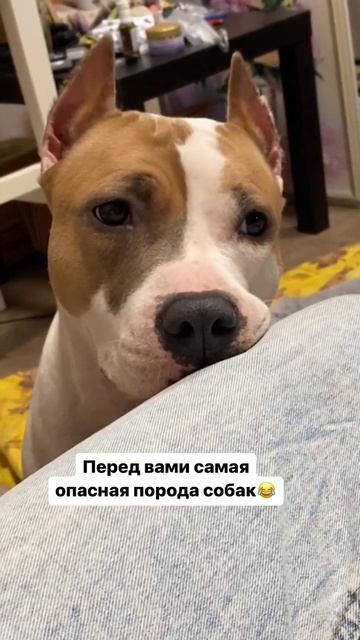 Самая опасная собака #amstaff #staff #shorts #shortvideo #pitbull смотреть онлайн