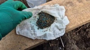 С доской всегда ровная морковь и дружные всходы Как спасаюсь от морковной мухи_