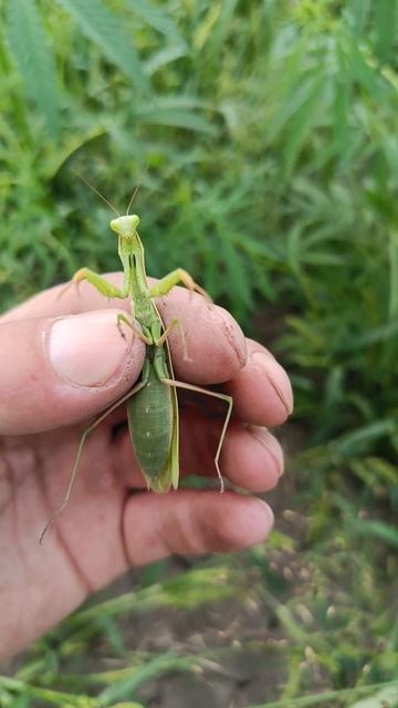 Богомол в Сибири) #metaldetecting #поисксметаллоискателем #ко