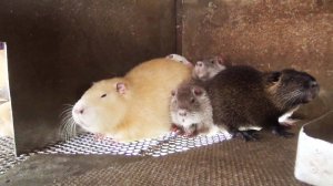 Самка нутрии кидается на щенков нутрии почему