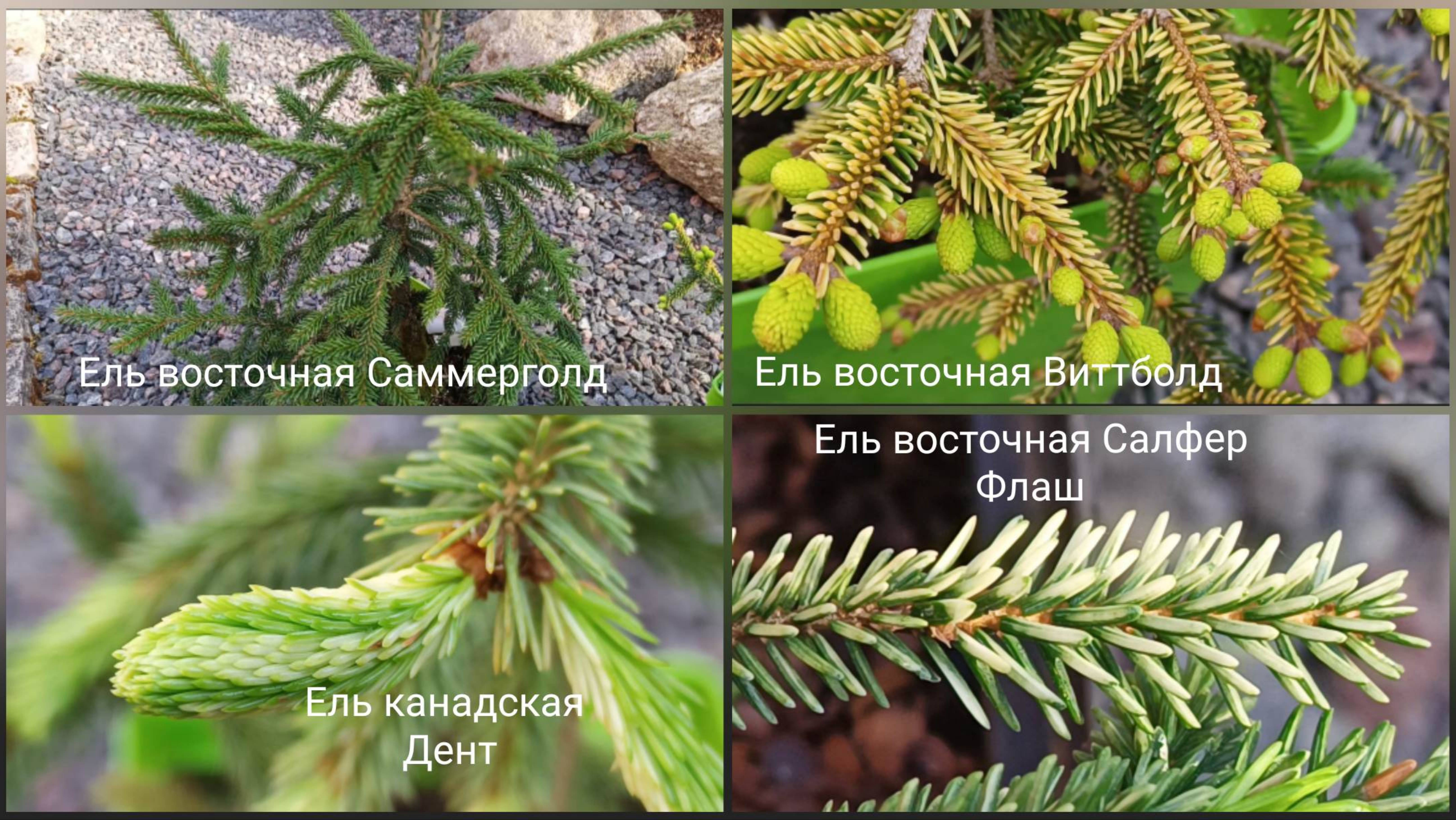 Восточные ели Саммерголд, Виттболд, Салфер Флаш, канадская ель Дент. смотреть онлайн