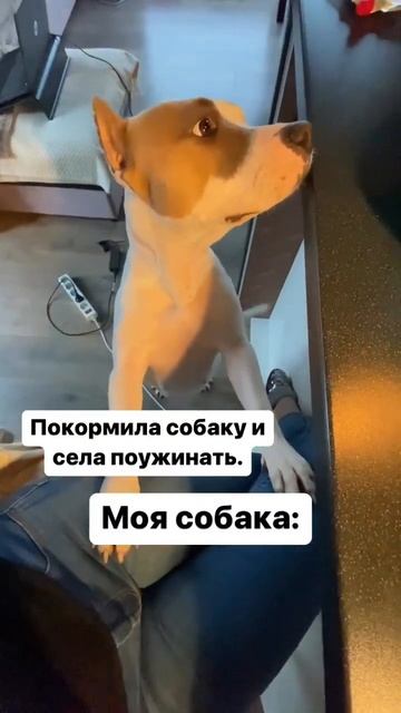 Вечно голодный Амстафф #shorts #shortvideo #staff #amstaff #subscribe смотреть онлайн