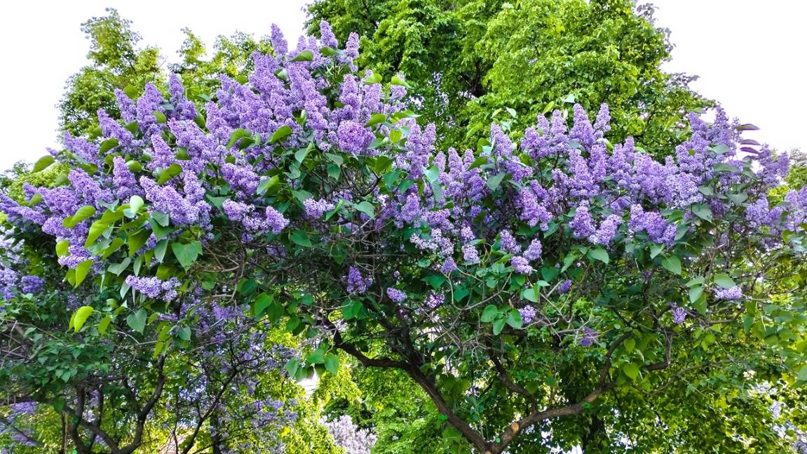 Цветет сирень в Челябинске. Очень красиво смотреть онлайн