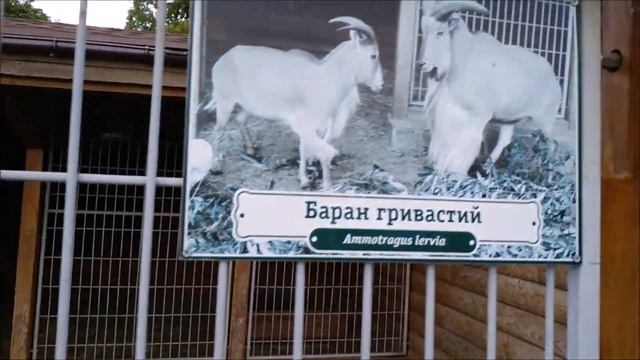 Страусы Януковича и не только смотреть онлайн