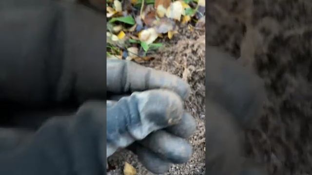 Несколько советских монет лежали под землей | Minelab VANQUIS смотреть онлайн