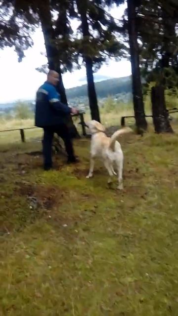 Прогулка в лесу шпиц Лада и метис Лабрадора Балу смотреть онлайн