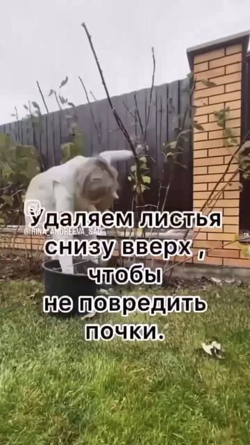 Осенний уход за малиной #рецепт #огород #овощи #сад #сад смотреть онлайн