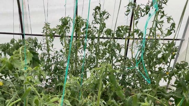 10 июня Сортовая теплица / Формирую томаты в два стебля смотреть онлайн