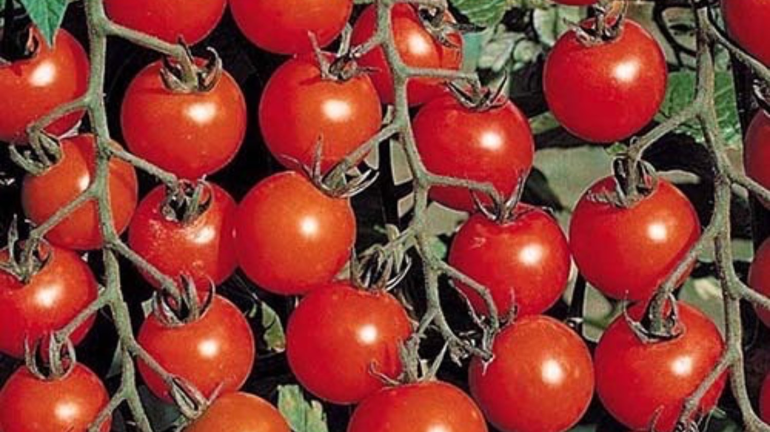 Высадка рассады помидор в открытый грунт 18 мая 2025 г. под спанбонд 60 мм (с озвучкой)