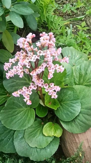 Бадан или монгольский чай