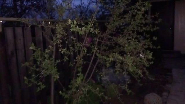 Вечерний променад!😉🤗👋 смотреть онлайн