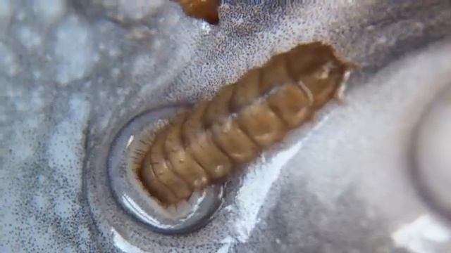 10 000 ЛИЧИНОК ПРОТИВ АКУЛЫ Как быстро ЛИЧИНКИ съедят АКУЛУ смотреть онлайн