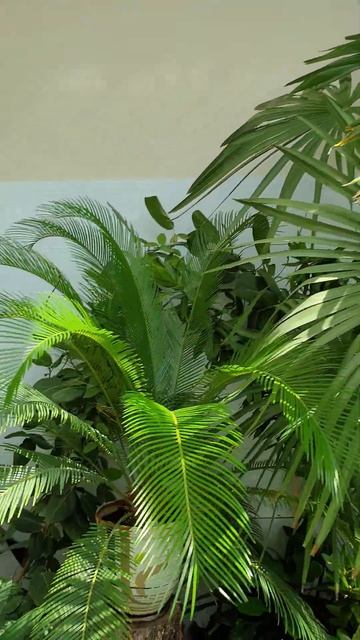 зимний сад в усадьбе Огинского смотреть онлайн