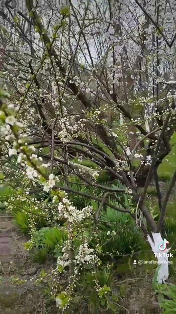 #абрикос #алыча #персик #черешня смотреть онлайн