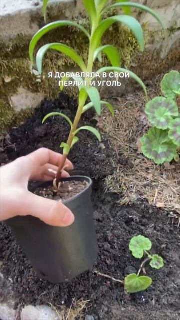 Факты о лилиях🌸#хобби #огород #garden #лилия #сад #дача #кл