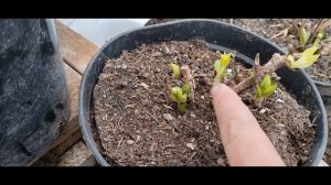 Гортензии весной | Крупнолистная гортензия