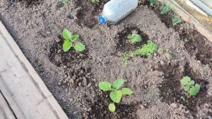 Посадила перцы ,где автолавка .