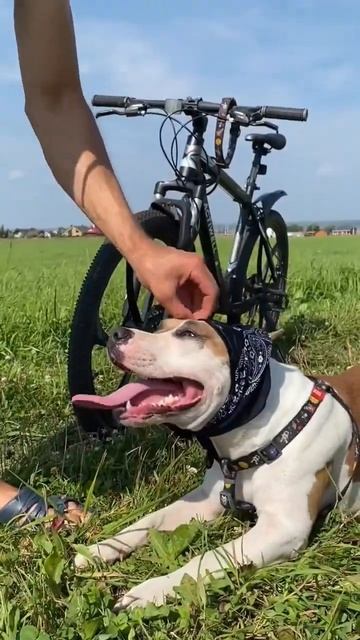 Строгое воспитание Амстафф #amstaff #pitbull #staff #shortvideo #subscribe смотреть онлайн