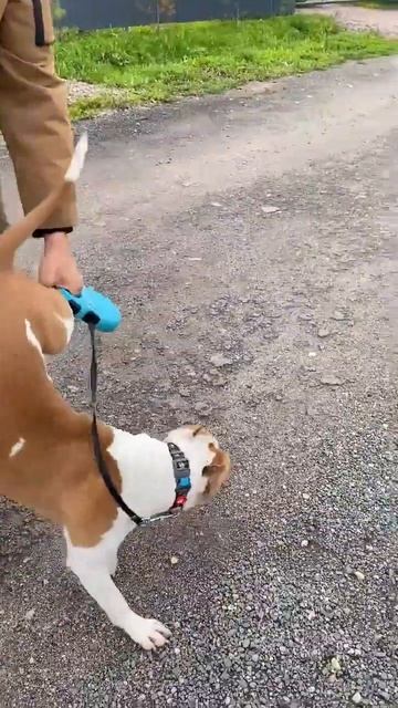 Амстафф психическое здоровье #shorts #shortvideo #amstaff #staff смотреть онлайн