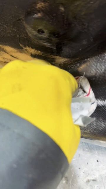 Что делать если лопнул пластик? #bikelife #buccimoto #moto #motoschool смотреть онлайн