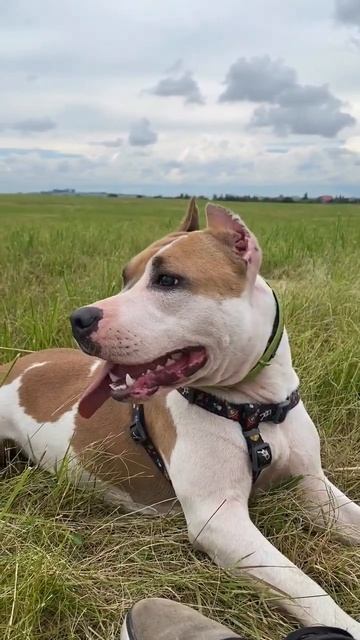 Служебный Амстафф #shorts #shortvideo #amstaff #pitbull #staff #k9 смотреть онлайн