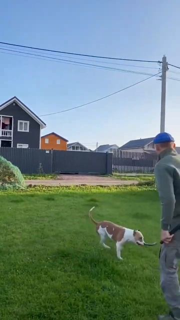 Важный секрет счастья #shortvideo #shorts #amstaff #амстафф #стаффорд #pitbull #питбуль смотреть онлайн