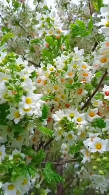 Ксантоцерас или Чекалкин орех (Xanthoceras) 🌳 смотреть онлайн