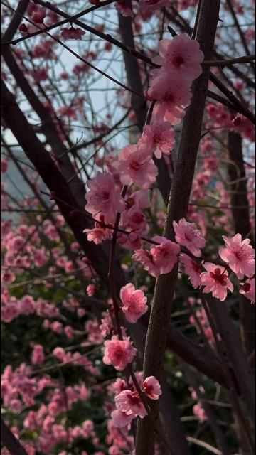 Минск 09.03.2025 🌤️#погода #минск #беларусь #weather #minsk #belarus смотреть онлайн