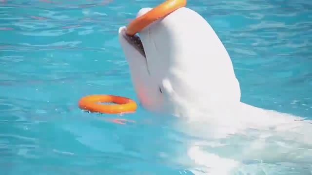 Адлерский дельфинарий. 26.09.2019 смотреть онлайн