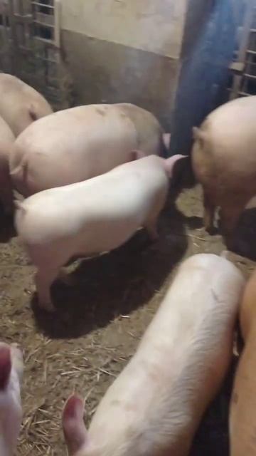 #поросята #свинарник #свині #сарай #свиноматки #дюрок смотреть онлайн