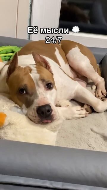 О чем думает собака #амстафф #собака #americanbully #pets #стаффорд #animals #doglife #мем #funny смотреть онлайн