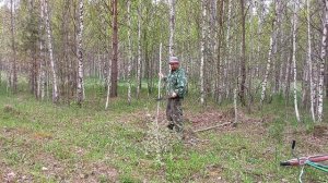 заготовка коры осины