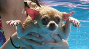 ПРИКОЛЫ САМЫЕ СМЕШНЫЕ 2025 года ОЧЕНЬ СМЕШНЫЕ ВИДЕОПРИКОЛЫ ОТБОРНЫЕ ПРИКОЛЫ Ржар до СЛЕЗ