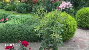 Кустовые розы: Эмильен Гийо, Клэр Ренессанс, Пейсли Эбби, Поль Бокюз, Кельнер Флора🌹Обзор