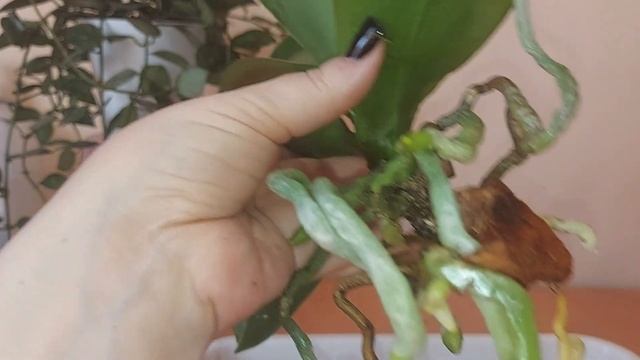 Пересадка орхидеи Champion Lightning 🦋. Орхидея пришла в разм?