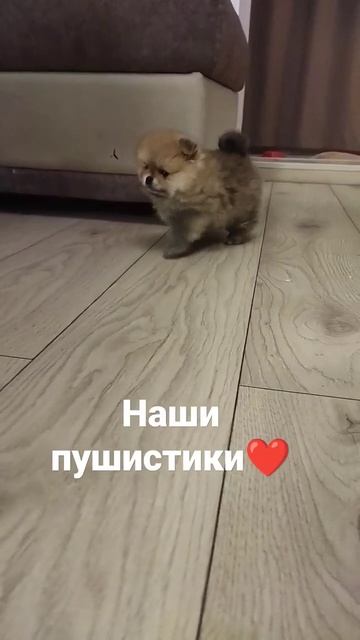 Любимки наши ❤ #видеоссобаками #животные #краснодар