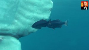 Рыба-луна. Эта рыба вырастает до 2.5 тонн.