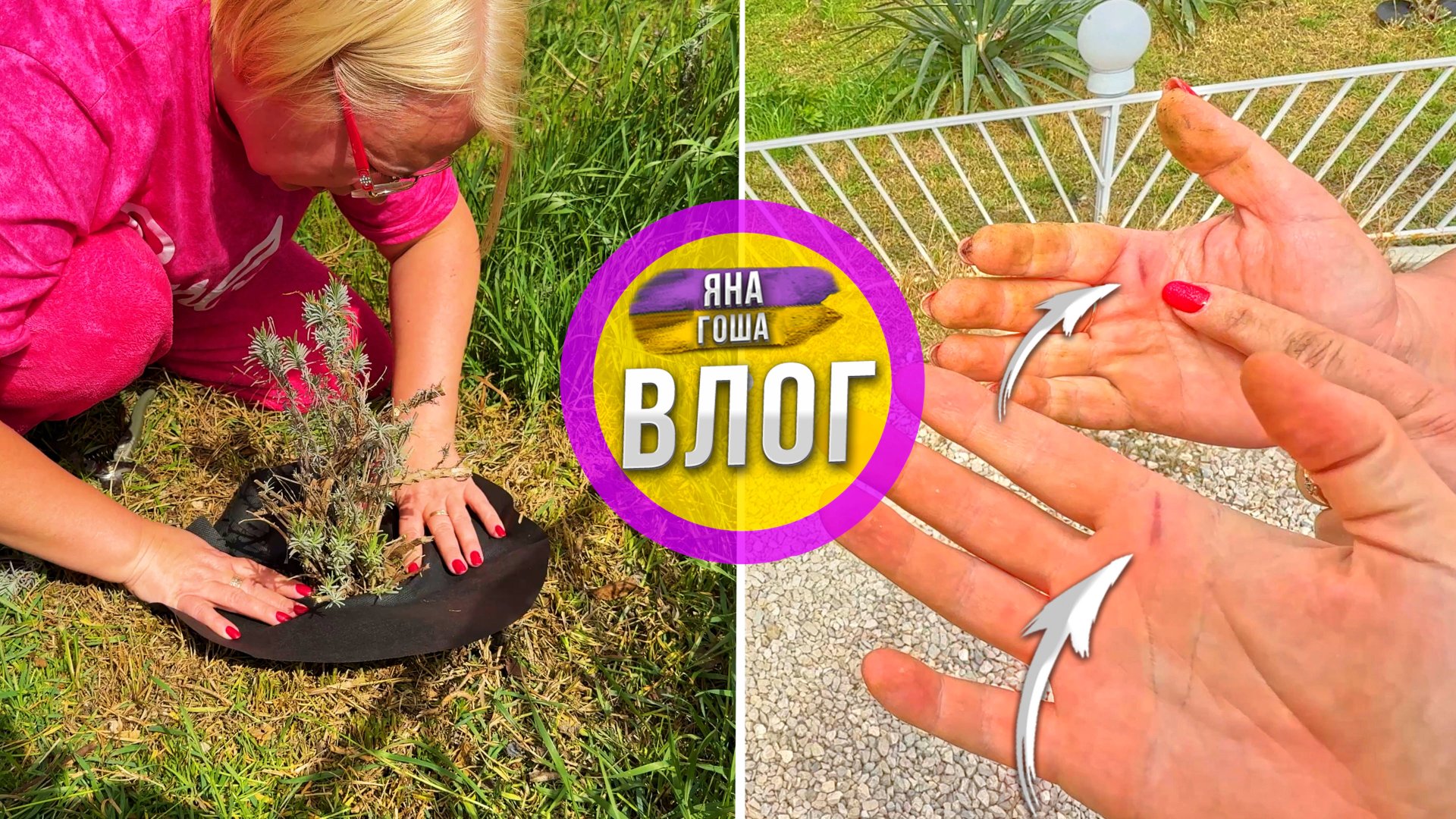 Обрезали лаванду. Получили одинаковые травмы! Что стало причиной? Обрезка лаванды. смотреть онлайн