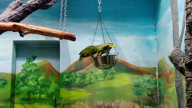 Московский зоопарк. Желтобрюхий Амазон.