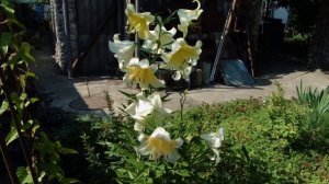 Лилия Honeymoon