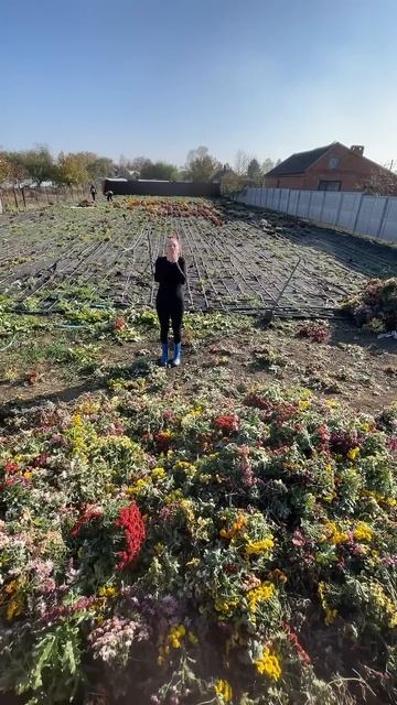 Сажали летом 10000 хризантем,огород почти пуст.Всем спас смотреть онлайн