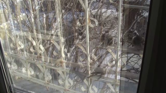 Воробьи 25.01.2013 г