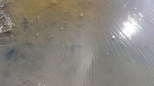 Нерест  сазана 2025