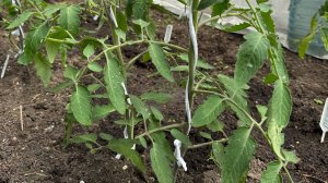 Посадка помидоров по два в одну лунку. Способы формирования томатов  в теплице