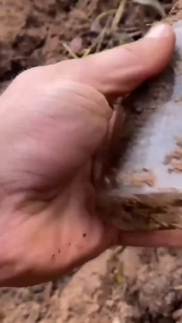 Чекушкинъ и Ко #леснойскобарь #minelab #metaldetecting #2024 #коп #coin смотреть онлайн