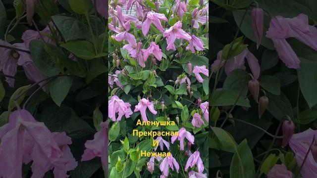 Аленушка - постоянно цветущая #малоуходныйсад #цветы #?