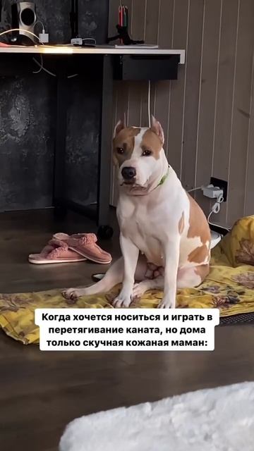 Ждёт основного хозяина #shortvideo #staff #стаффорд #стаффордширскийтерьер #amstaff #амстафф #блог смотреть онлайн
