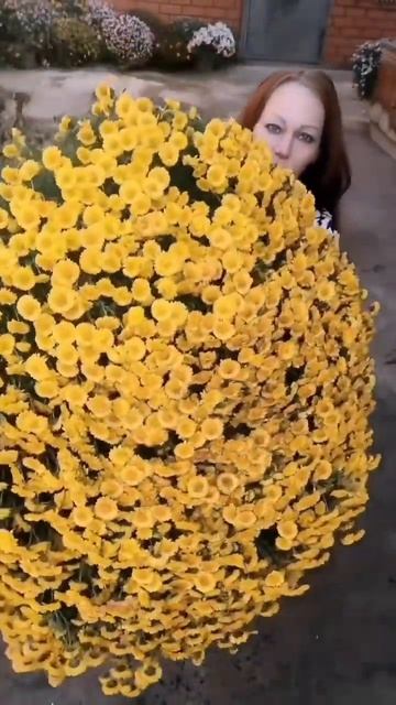 #многолетники #дача #огород #хризантема #сад #хризантем